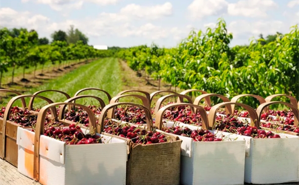 Case of Chilean cherry import customs clearance