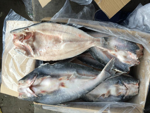 Vietnam Frozen Basa Fish Import Customs Declaration