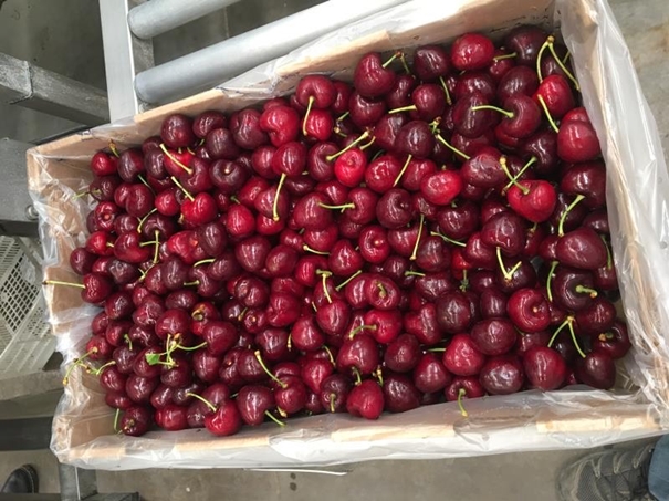 Case of Shanghai Imported Chelizi Customs Clearance Agency