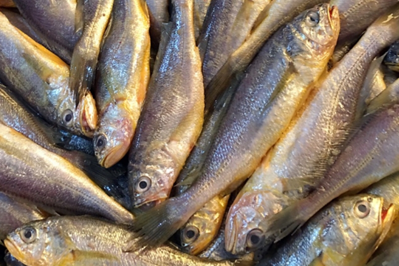 Frozen croaker import declaration