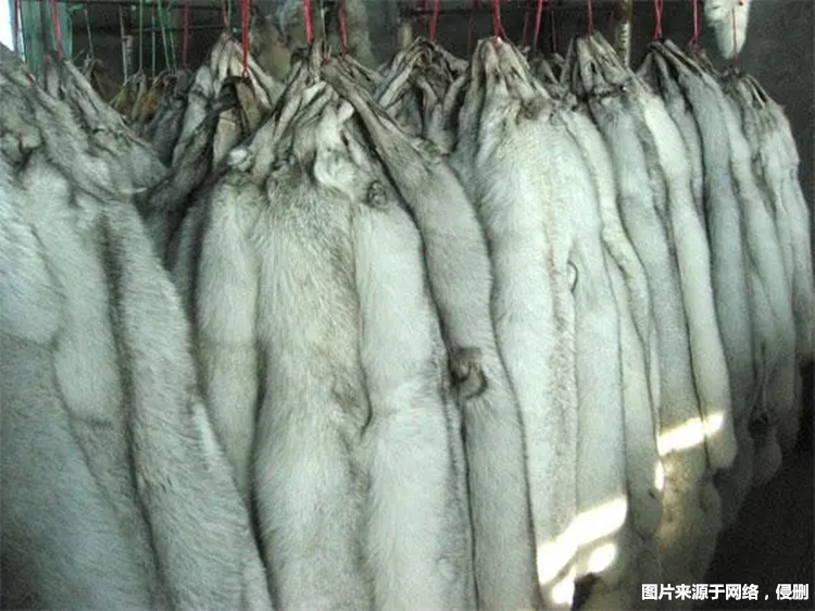 Customs declaration of imported red fox ecological specimens from Canada