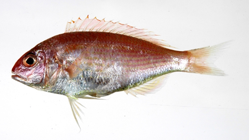 Customs declaration for imported frozen Japanese goldthread fish from Guangzhou Port