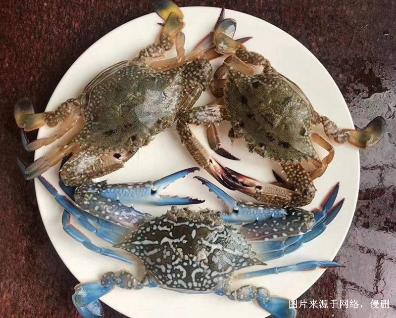 Shenzhen Import Frozen Crab Customs Declaration Process