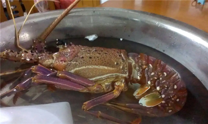 进口冷冻澳洲龙虾报关.png
