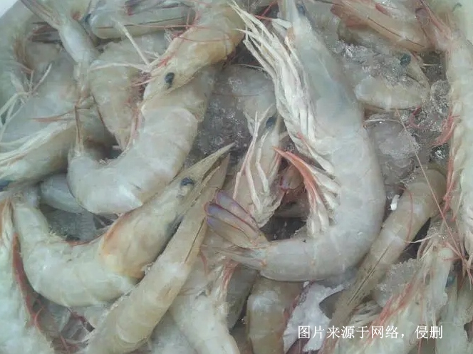 缅甸冷冻麻虾进口报关流程到广州南沙代理海鲜案例